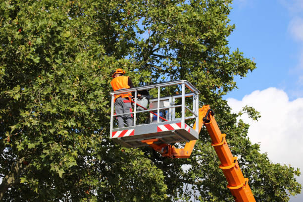 Professional Tree Services in Pine Level, NC